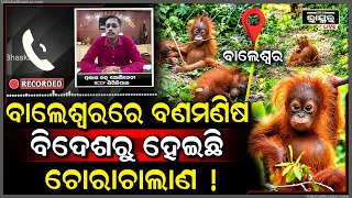 କେଉଁଠୁ ଆସିଲା ଓରାଙ୍ଗଉଟାନ କହିଦେଲେ ଶିମିଳିପାଳ RCCF ପ୍ରକାଶଚନ୍ଦ୍ର ଗୋଗିନେନି
