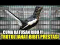Download Lagu GREBEK ! GUDANGNYA KACER TROTOL JAHAT PALING DICARI BIBIT2 PRESTASI TERNYATA LEBIH MENGGODA