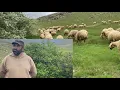 Download Lagu NURHAKDA BEBUK KUŞU ÖTMEYE BAŞLADI OTLAR SÜPER