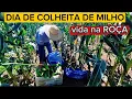 Download Lagu COLHEITA DE MILHO VERDE. ROBERTO LUNA VIDA NA ROÇA 