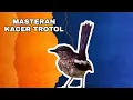 Download Lagu MASTERAN KACER TROTOL CEPAT GACOR