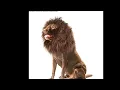 Onmygogo Lion Mane Wig for Dogs - Top Pick