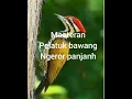 Download Lagu mp3 pelatuk bawang ngerol panjang cocok buat masteran