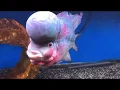 A Visit To Preuss Pets