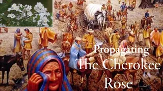 Propagating The Cherokee Rose | A Trail of Tears Symbol