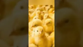 صوت كتكوت جميل دندنها