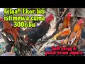 Download Lagu Cuma 300ribu dapat ekor lidi super istimewa⁉️ pasar ayam pecangaan Jepara.