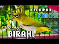 Download Lagu Burung Pleci Betina buat Pancingan Pleci Ngotot Jadi Ngalas \u0026 Gacor