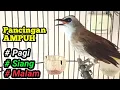 Download Lagu Pancingan dan MASTERAN ISTIMEWA trucukan Agar burung trucuk cepat bunyi gacor dan ROPEL