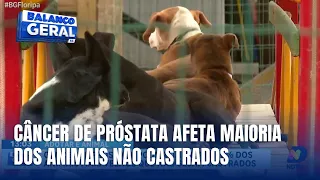 Câncer de próstata pode atingir 80% dos animais idosos não castrados