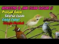 Download Lagu MASTERAN mantap MURAI batu !! PRENJAK gacor, SIKATAN londo, CILILIN gacor vs GEREJA tarung GACOR