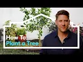 How to Plant a Tree Lowe s