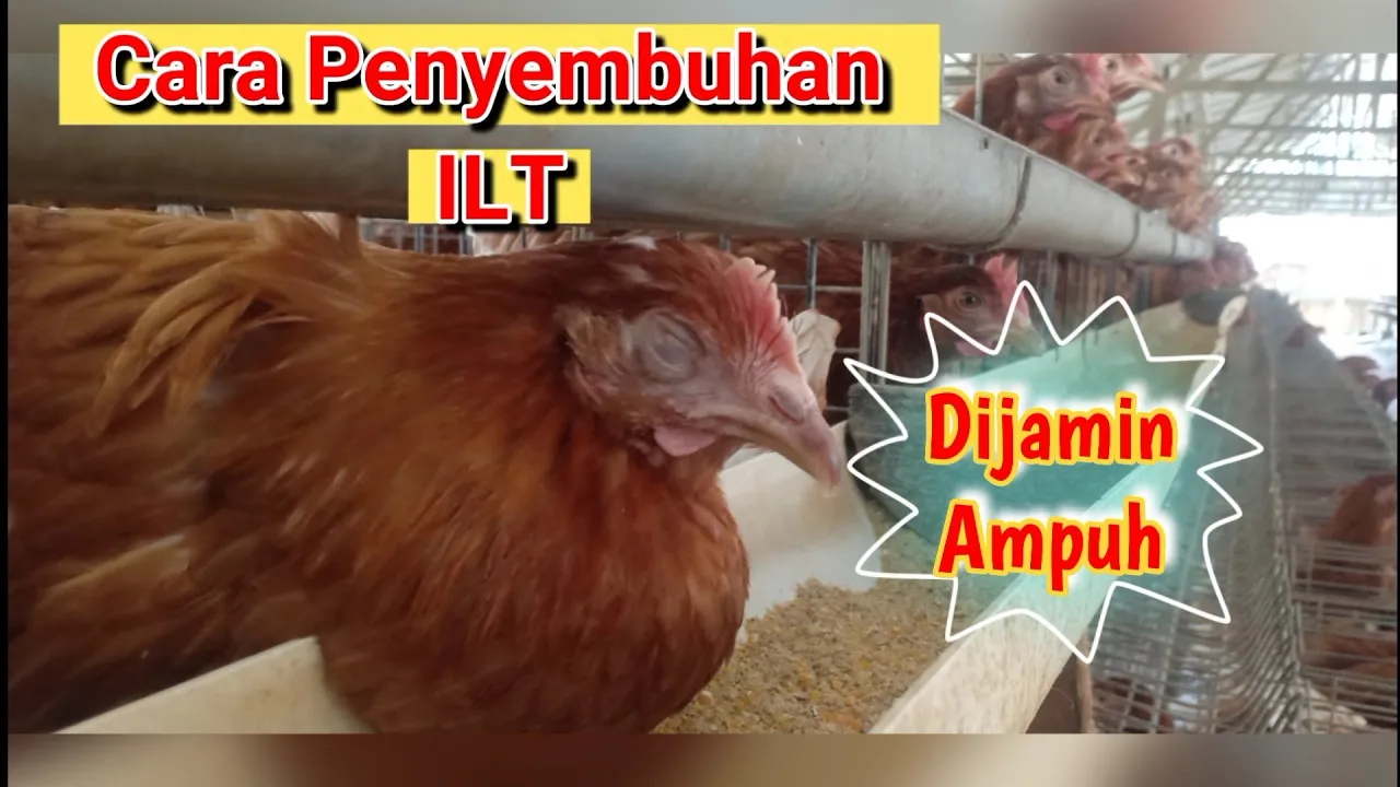 Cara Mengobati Penyakit Kelamin Ciri - Ciri Jengger Ayam Seperti Daging Tumbuh