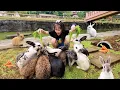 Download Lagu Harper Di Serbu Kelinci Banyak Sekali, Kasih Makan Kelinci Lucu - Mengenal Binatang Lucu