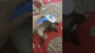 صايي رهي باسمي 