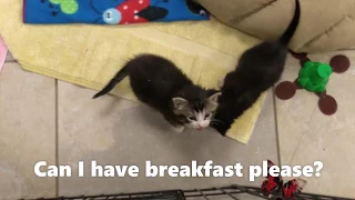 Pope Memorial SPCA Breakfastnoms
