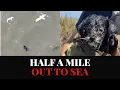 Lost for 2 Weeks Found Swimming in the Bay