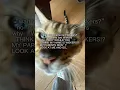 Download Lagu I’m sorry, I’m just not #memes #funny #Cats #Whiskers #Names #Shorts #ShortsVideo