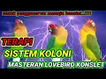 Download Lagu pancingan Lovebird ngekek dalam koloni durasi panjang