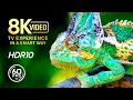 Verbazingwekkende scène met wilde dieren Film 8K VIDEO ULTRA HD - 4K TV Dolby Vision