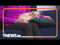 Petline9 Opal Lyn and Bob Bob are looking for homes