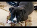 Berkeley County Animal Center