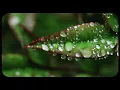 PRYVT - blue salvia (Official Visualizer) [ep. 3]