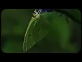 Download Lagu PRYVT - blue salvia (Official Visualizer) [ep. 3]