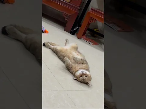 Mr Ginger's favorite sleeping position  #funnyanimals #funnycats #funnydogs #shorts