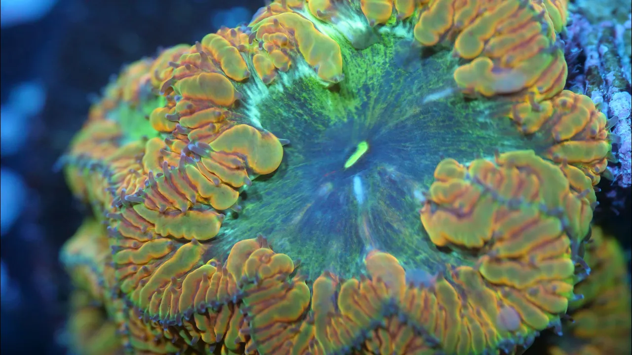 Should You Feed Your Corals? What Bacteria Corals Eat, Powdered Foods, Aminos & More | #127