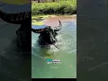 Download Lagu Look this water buffalo it's love more than land