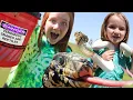 Download Lagu NiKO’S 7th BiRTHDAY!! catching WiLD ANiMALS on pirate island with Adley, Navey, Pirates and Friends