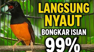 suara murai batu ngotot cari lawan sangat ampuh memancing emosi murai naik jadi ngeplong