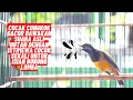 Download Lagu Cucak Cungkok Gacor Bawakan Suara Asli Hutan Dengan Istimewa Cocok Sekali Untuk Isian Burung Lomba