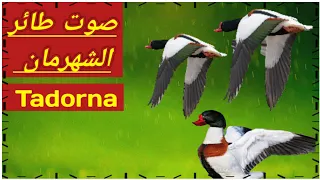 صوت البط الشهرمان Tadorna 