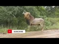Lions roaring compilation