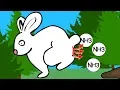 How Does The Nitrogen Cycle Work