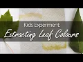 Activity Extracting Pigments from Leaves