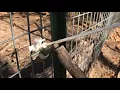 Setting My Two Gate Repeating Corral Hog Trap Design