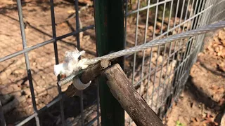 Setting My Two Gate Repeating Corral Hog Trap Design