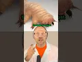 Download Lagu Bugs live on your face