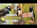 Download Lagu TERNYATA BURUNG JALAK SUREN ADA 3 JENIS, INI BEDANYA !! BAGUSAN MANA SUARANYA MENURUT KAMU..??