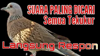 LANGSUNG NYAUT DAN IKUT BUNYI DENGAN PANCINGAN TEKUKUR GACOR INI