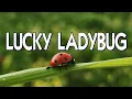 Download Lagu Magic Review - Lucky Ladybug by Joshua Ray