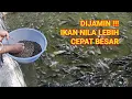 Download Lagu PANDUAN LENGKAP CARA BUDIDAYA IKAN NILA AGAR CEPAT BESAR