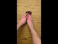 Pocket Square - Four Point