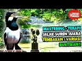 Lagu SUARA JALAK SUREN GACOR FULL ISIAN - PANCINGAN JALAK SUREN JUARA