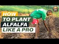 Planting Alfalfa Made Easy Step by Step Guide for Beginners ep61