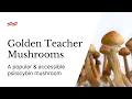 Golden Teacher Mushrooms What You Need To Know
