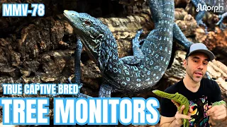 Where To Find High Quality True Captive Bred Tree Monitors With Sundown Reptiles
